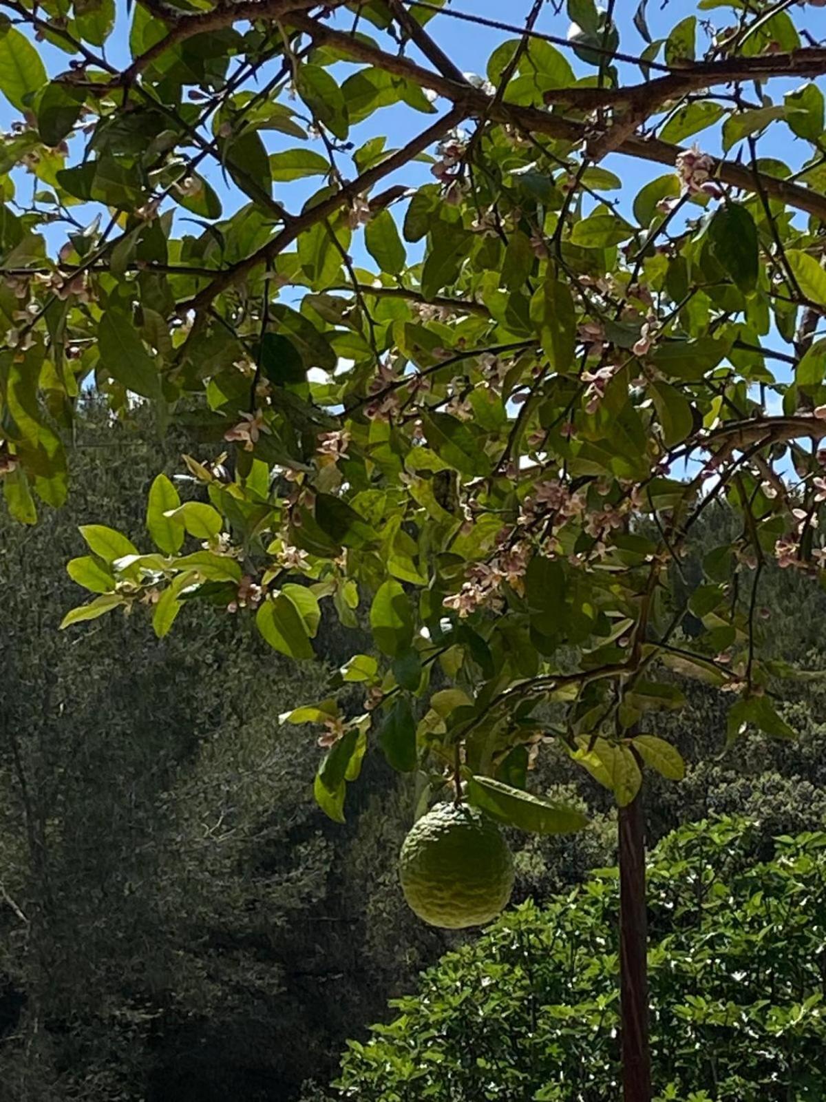 La Casa Dels Boscos Βίλα Ταραγόνα Εξωτερικό φωτογραφία